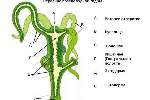 Кракен krakens13 at